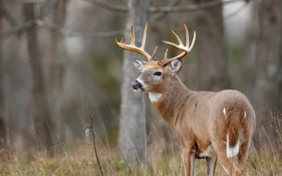 Deer Hunting in Alabama: Your 2026-27 Season Guide